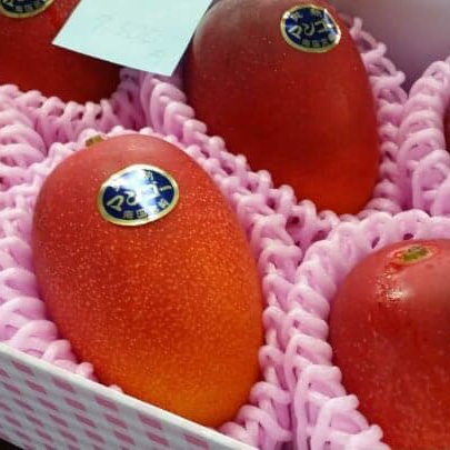 宮崎　サーフガイド　青島